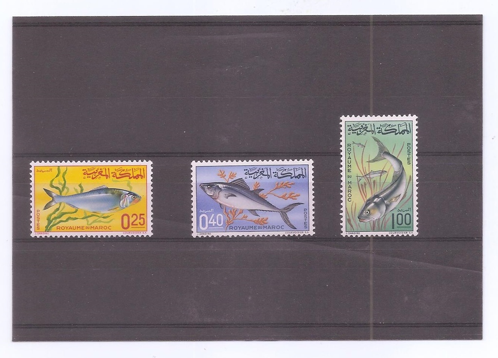 MARRUECOS DEL AÑO 1967 FAUNA MARINA