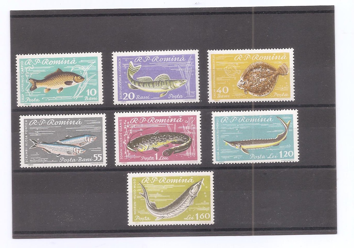 RUMANIA DEL AÑO 1960 FAUNA MARINA