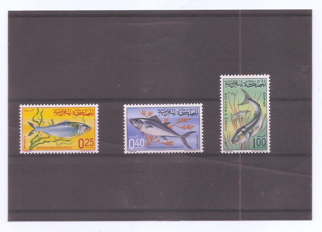 MARRUECOS DEL AÑO 1967 FAUNA MARINA