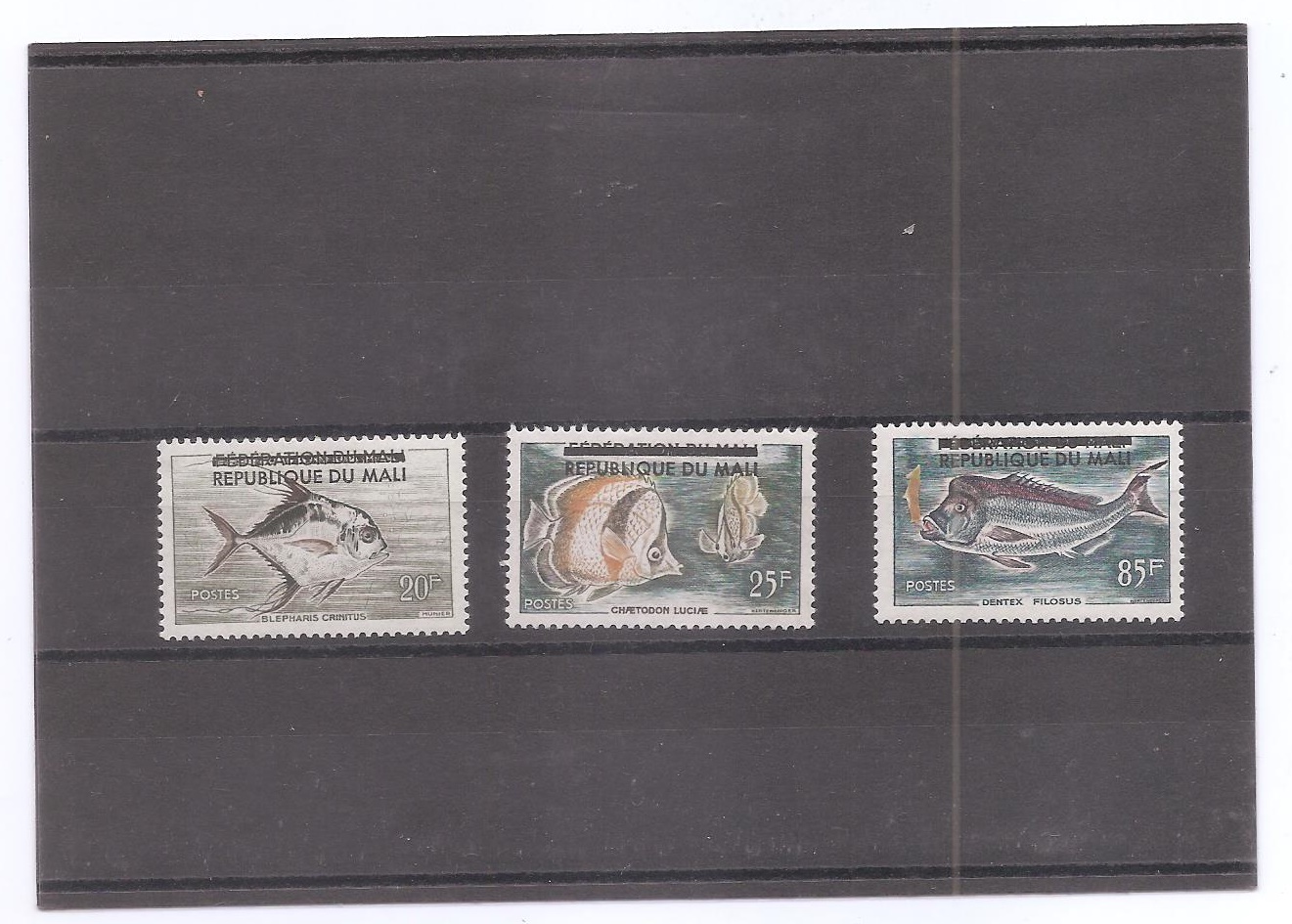 MALI DEL AÑO 1961 FAUNA MARINA